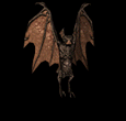 anibat1-6.gif