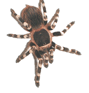 anturantula.gif