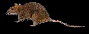 ratani.gif